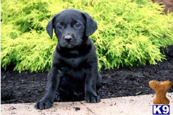Puppies in PA